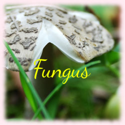 File:Fungus banner.jpg