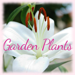 File:Garden plants banner.jpg