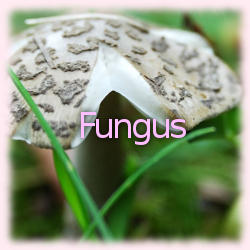 File:Fungus banner2.jpg