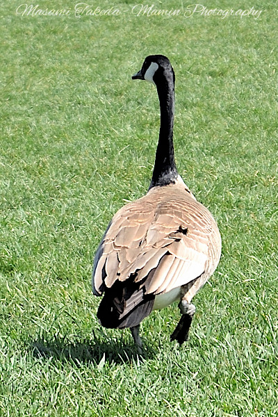 File:Canada goose Branta canadensis Back in Airways Park Mamin Photo.jpg