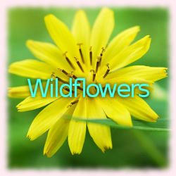 File:Wildflowers banner2.jpg
