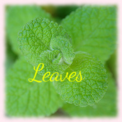 File:Leaves banner.jpg