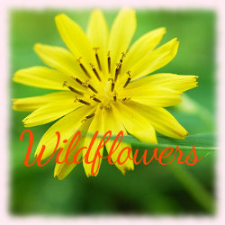 File:Wildflowers banner.jpg