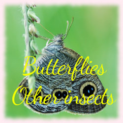 File:Butterflies banner.jpg