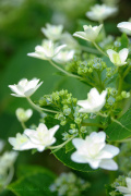 Lacecap hydrangea flowers
