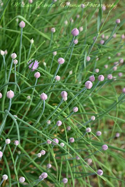 File:Allium schoenoprasum buds Edmonton Alberta Canada Mamin Photo.jpg