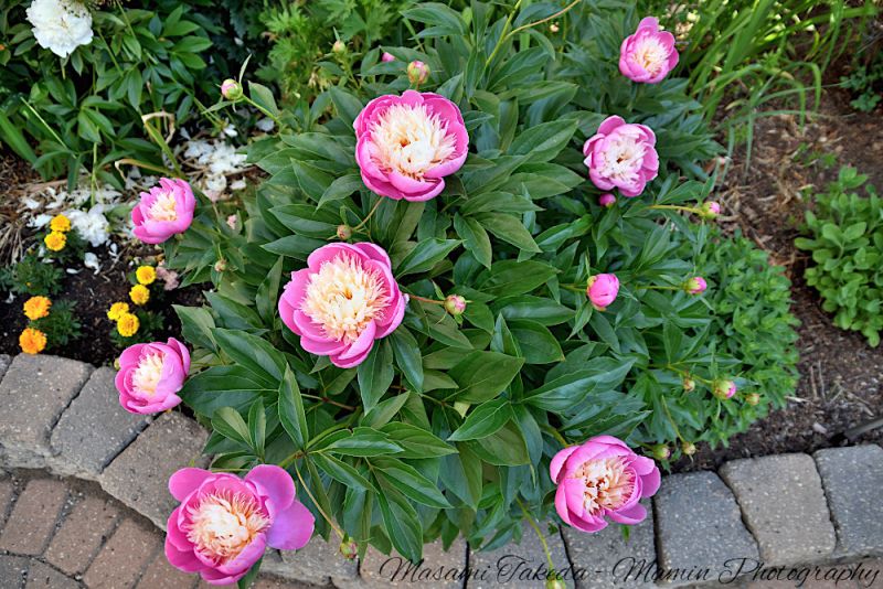 File:Paeonia lactiflora cv An ivory centered pink flowers and leaves Edmonton Canada Mamin Photo.jpg