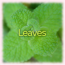 Leaves photo