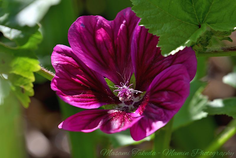 File:Malva sylvestris L flower closeup Edmonton Canada Mamin Photo.jpg