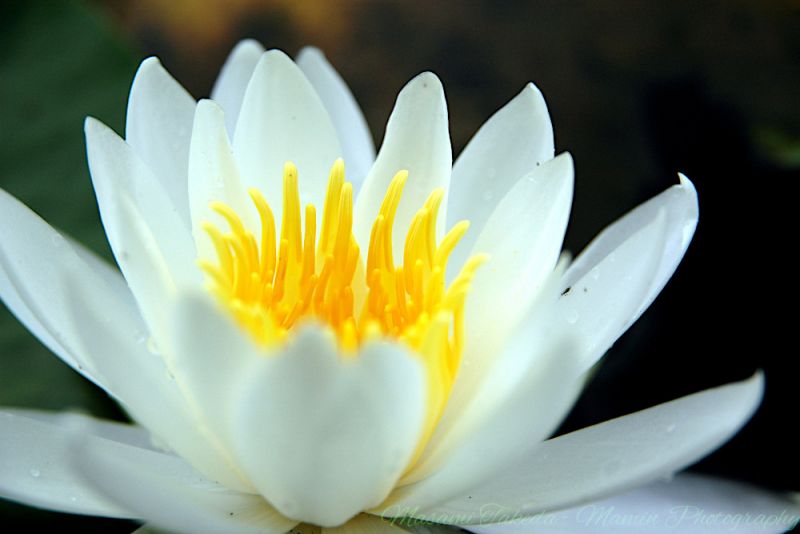 File:Water lily Nymphaea tetragona Georgi var flower Morning sunlight Mamin Photo.jpg