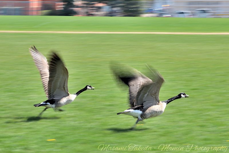 File:Canada geese Branta canadensis flying on Airways Park Mamin Photo.jpg