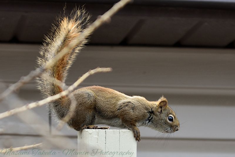 File:American red squirrel Tamiasciurus hudsonicus sitting on the pole 2 Mamin Photo.jpg