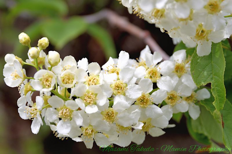 File:Prunus padus var commutata L A bunch of flowers Mamin Photo.jpg