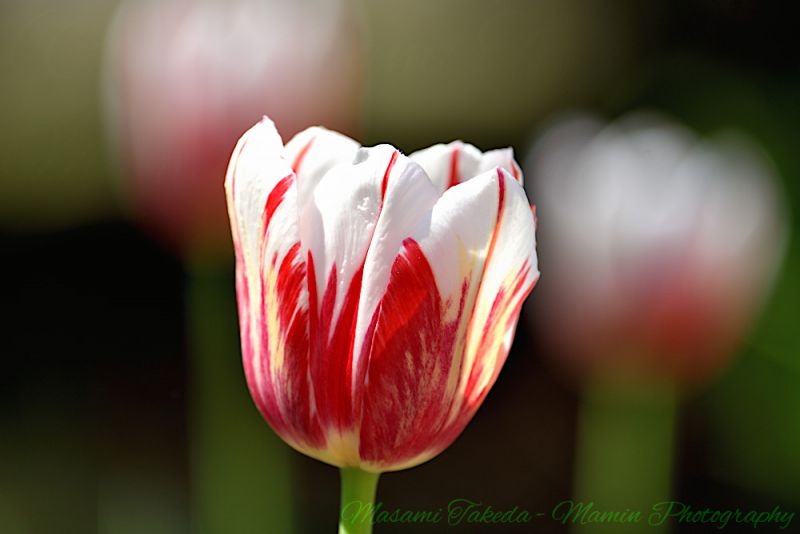 File:Tulipa gesneriana L Tulips Mixed red and white colored flowers closed up Mamin Photo.jpg