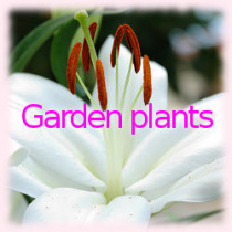 Garden plant flower photo