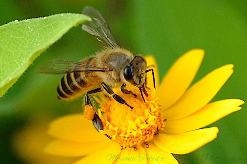File:Honey bee Apis mellifera and Butter daisy Mamin Photo.jpg