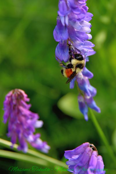 File:Vicia cracca L flowers and a bee MacKinnon Ravine Park Mamin Photo.jpg
