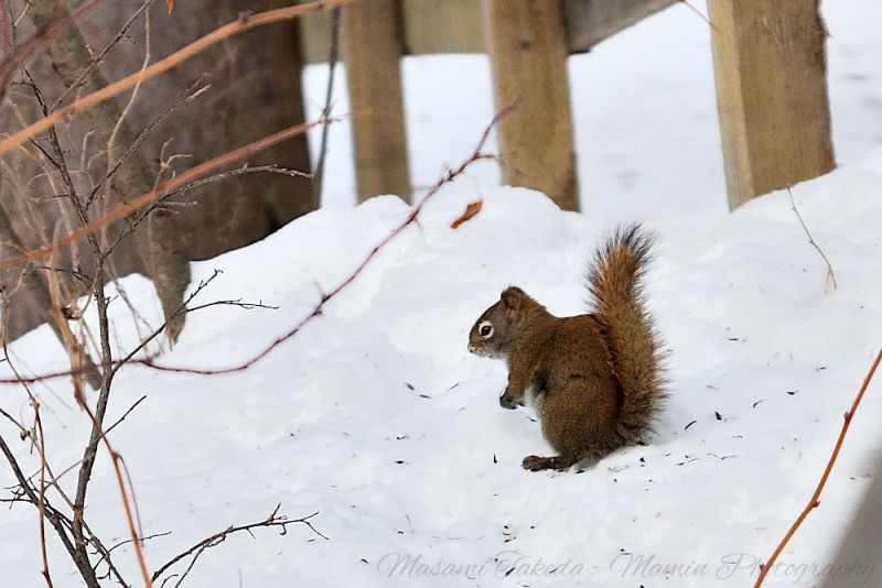 File:American red squirrel Tamiasciurus hudsonicus Mamin Photo.jpg