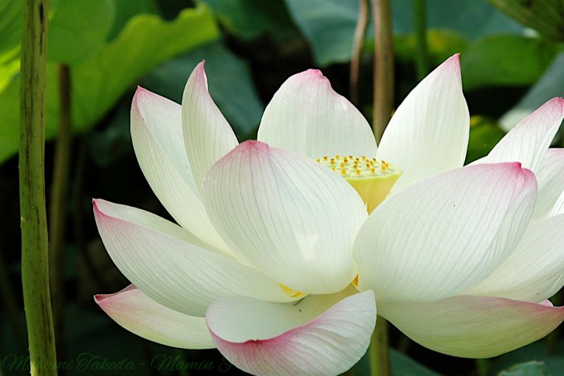 File:Lotus Nelumbo nucifera flower in Maizuru park Mamin Photo.jpg