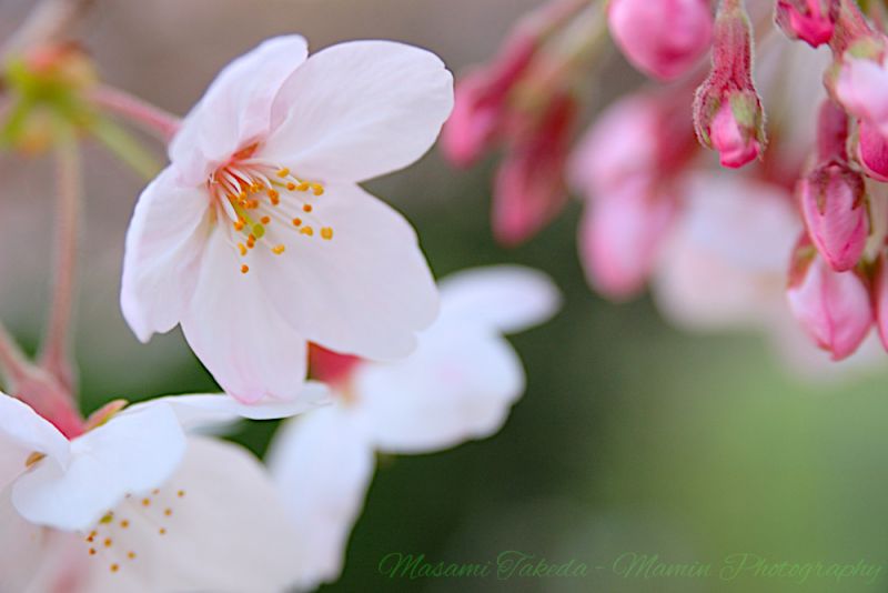 File:Someiyoshino Cherry blossoms Cerasus x yedoensis Matsumura cv Yedoensis.jpg