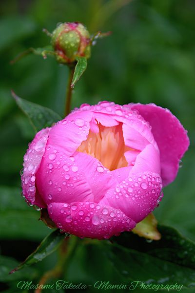 File:Paeonia lactiflora cv Ivory centered pink flower and raindrops Edmonton Canada Mamin Photo.jpg