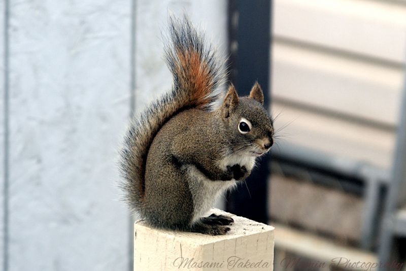File:American red squirrel Tamiasciurus hudsonicus sitting on the pole Mamin Photo.jpg