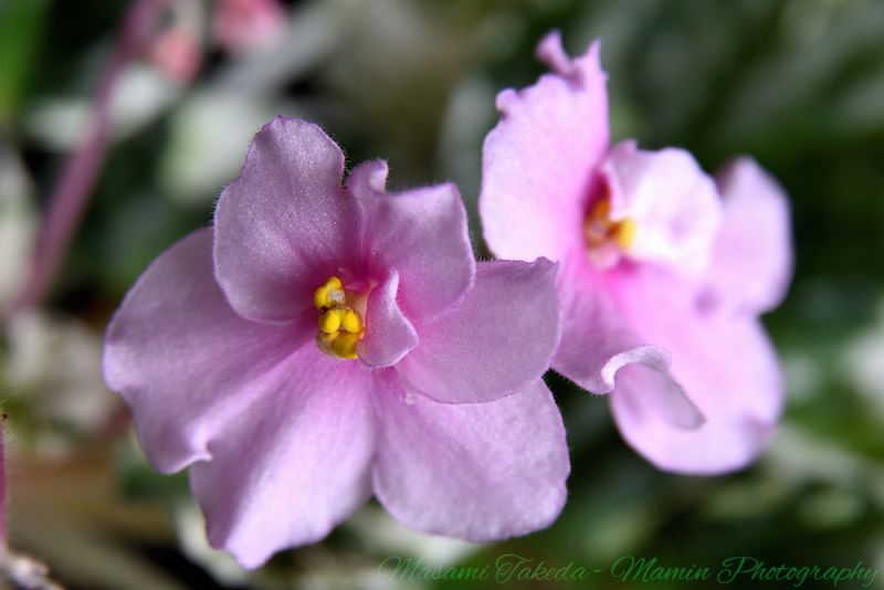File:Saintpaulia ionantha Pink flowers Mamin Photo.jpg