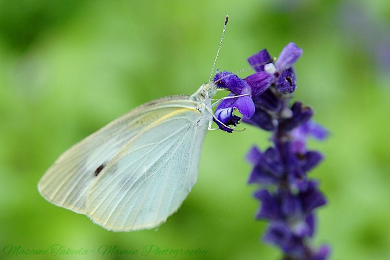 File:Small cabbage white Pieris rapae buttefly Mamin Photo.jpg