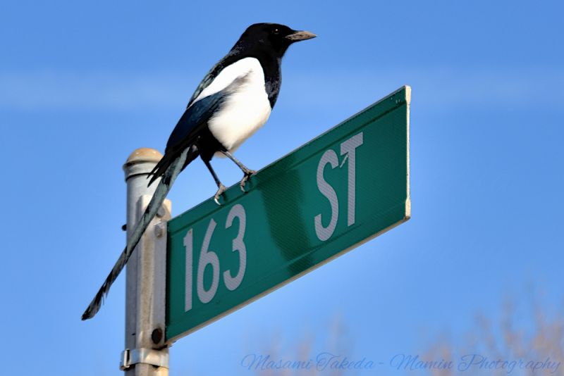File:American magpie Pica hudsonia on the 163st signpost Mamin Photo.jpg
