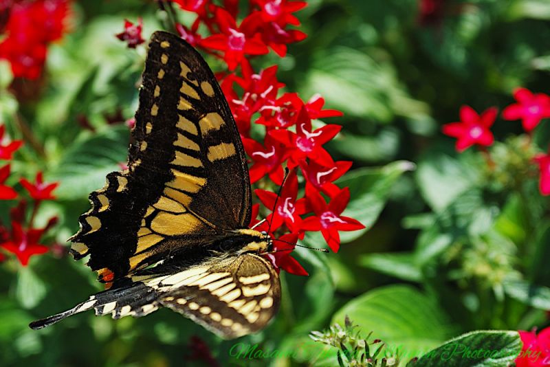 File:Egyptian starcluster flowers and Old world swallotail buttefly mamin.jpg