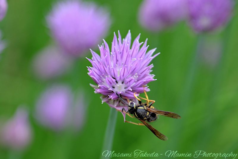 File:Allium schoenoprasum flowers and a bee Edmonton Alberta Canada Mamin Photo.jpg
