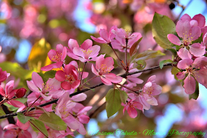 File:Malus sylvestris Pink flowers In Patrick J Ryan Park Mamin Photo.jpg