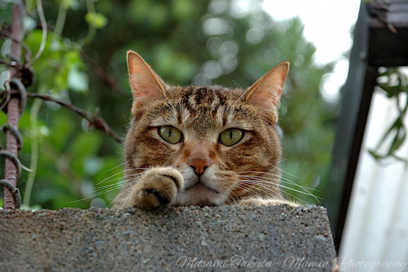 File:Cat Felis catus var on the concrete block Mamin Photo.jpg