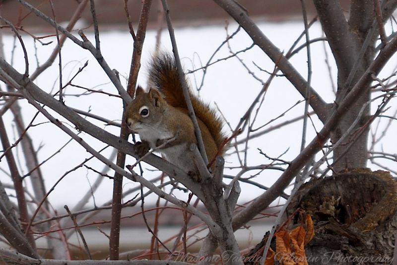 File:American red squirrel Tamiasciurus hudsonicus on the tree Mamin Photo.jpg