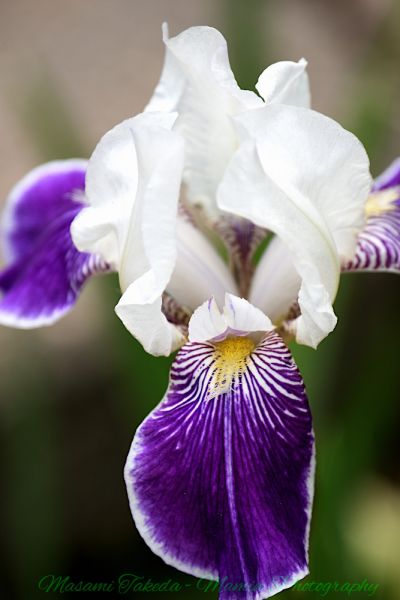 File:Iris germanica cv Mrs Andris flower closeup Edmonton Canada Mamin Photo.jpg