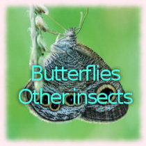 Butterflies and other insects photo