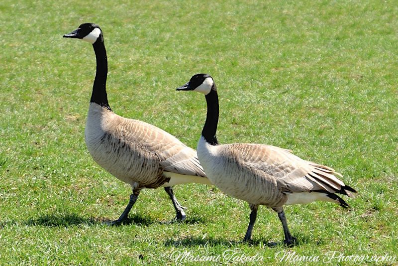 File:Canada geese Branta canadensis A couple in Airways Park Mamin Photo.jpg