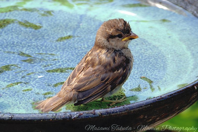 File:Passer domesticus a child on the birdbath in Edmonton Canada Mamin Photo.jpg