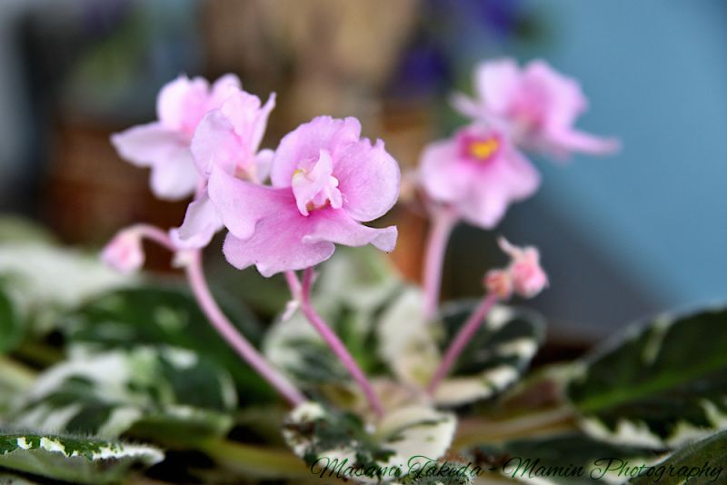 File:Saintpaulia ionantha Pink flowers and leaves Mamin Photo.jpg