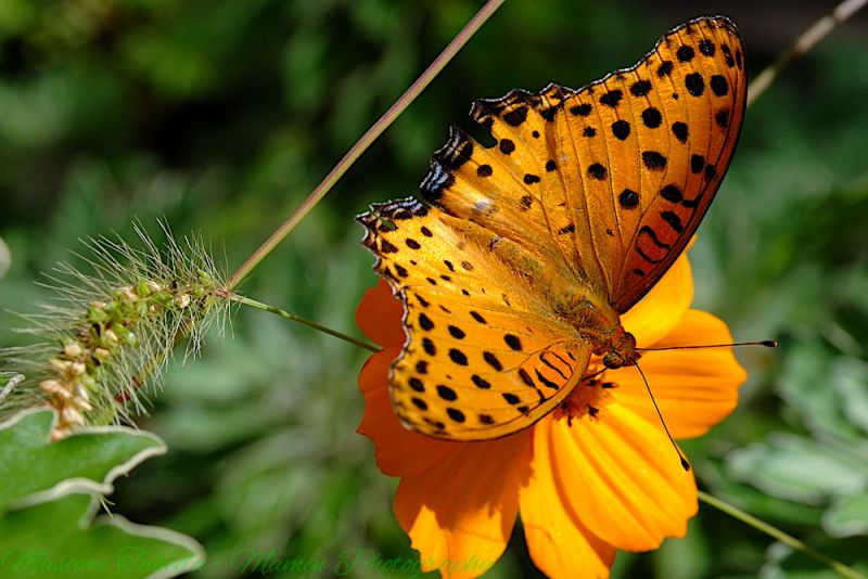 File:Indian fritillary butterfly Argynnis hyperbius mamin.jpg