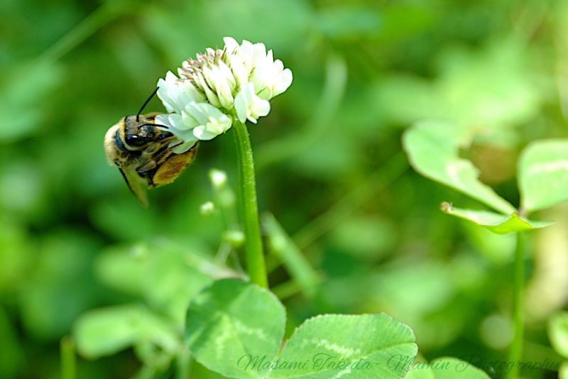 File:White clover White dutch clover Trifolium repens and A Bee.jpg