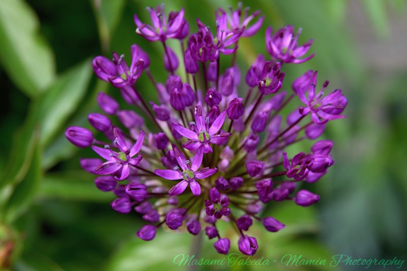 File:Allium hollandicum cv Purple Sensation flowers and buds Mamin Photo.jpg