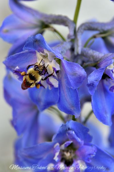 File:Delphinium L cv flowers and a bee Edmonton Canada Mamin Photo.jpg