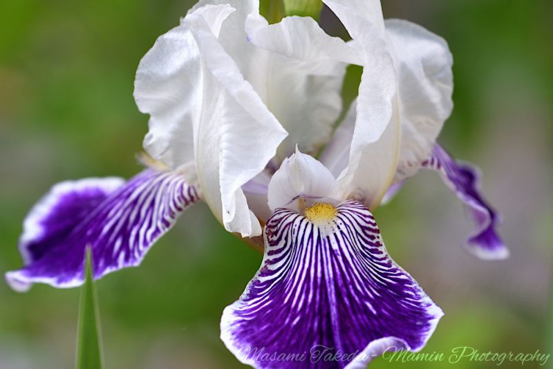 File:Iris germanica cv Mrs Andris flower Edmonton Canada Mamin Photo.jpg