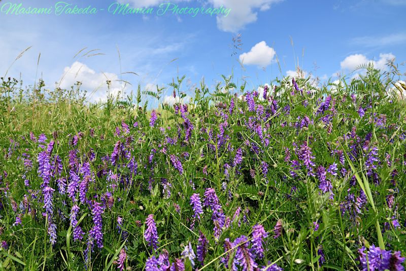 File:Vicia cracca L flowers and leaves Rotary Park St alberta Canada Mamin Photo.jpg
