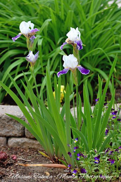 File:Iris germanica cv Mrs Andris flowers and leaves Edmonton Canada Mamin Photo.jpg