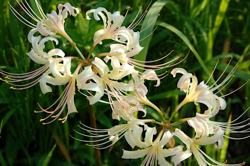 File:White spider lily Lycoris x albiflora mamin.jpg