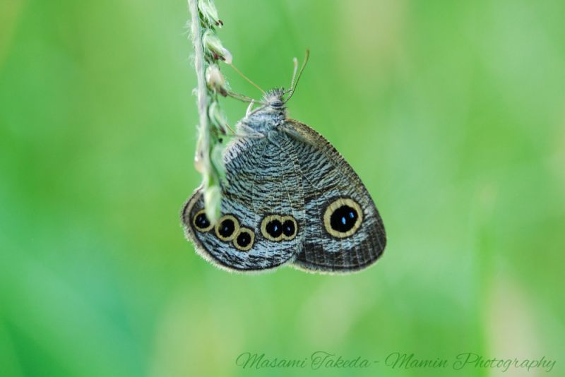 File:Five-ring butterfly Ypthima argus Mamin.jpg