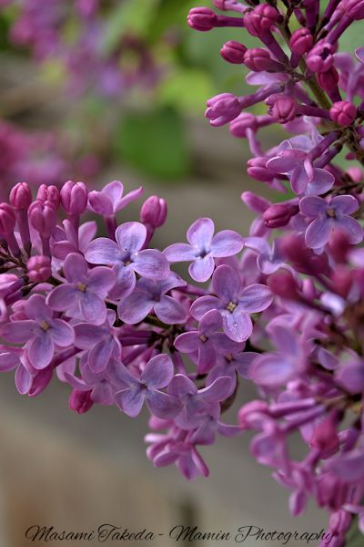 File:Syringa vulgaris L Purple flowers and buds Edmonton Canada Mamin Photo.jpg