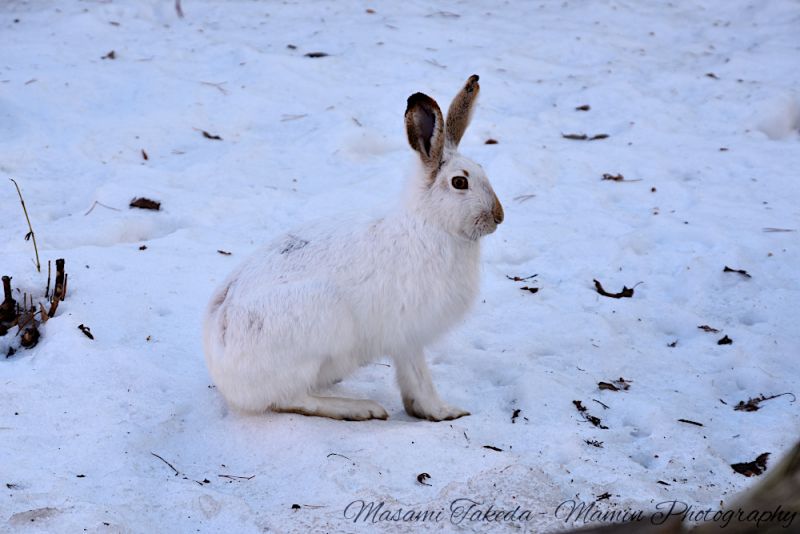 File:Lepus townsendii in winter in Edmonton Canada Mamin Photo.jpg